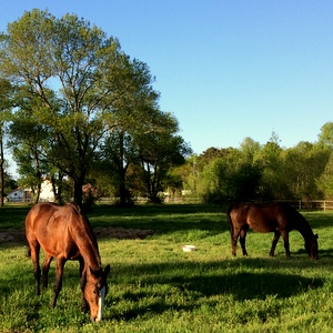 pension chevaux - cheval et polo